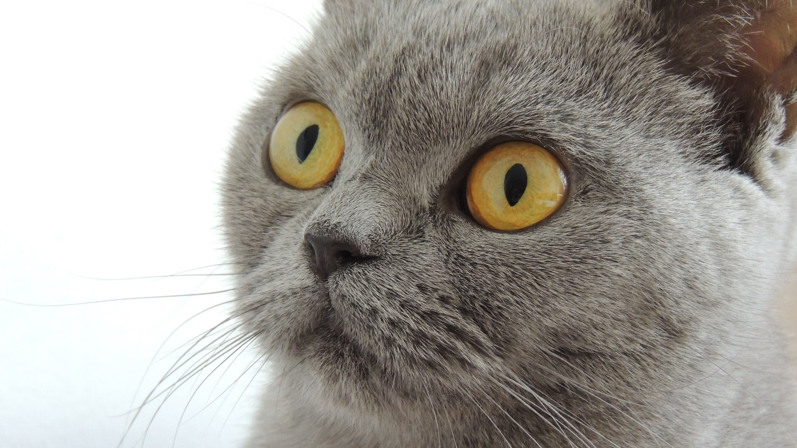 布伦森狂飙48分绝地反击 骑士末节逆转让湖人扼腕