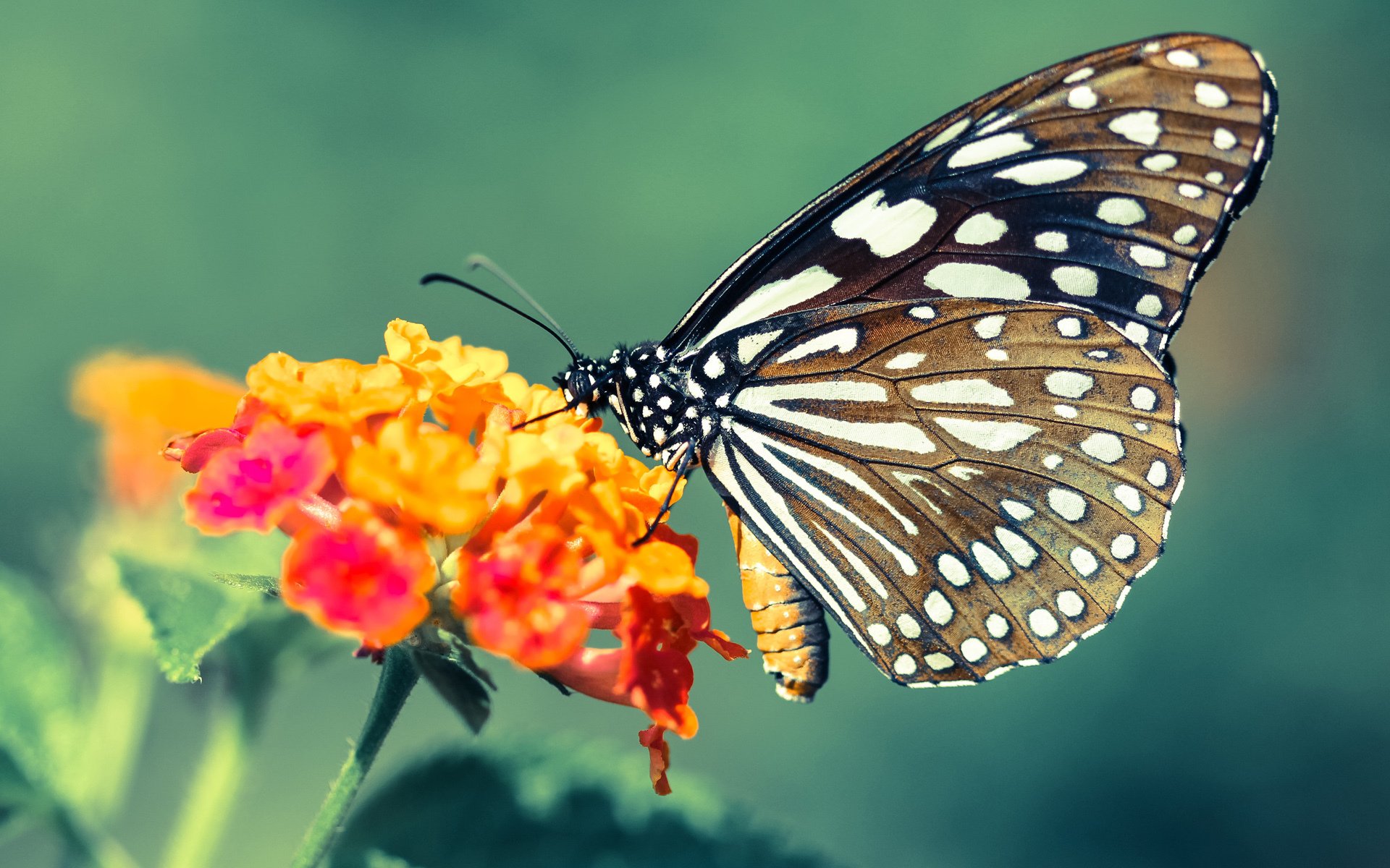 双线战场，森林狼血战快船之夜，塔图姆全球排名战中投射日不落