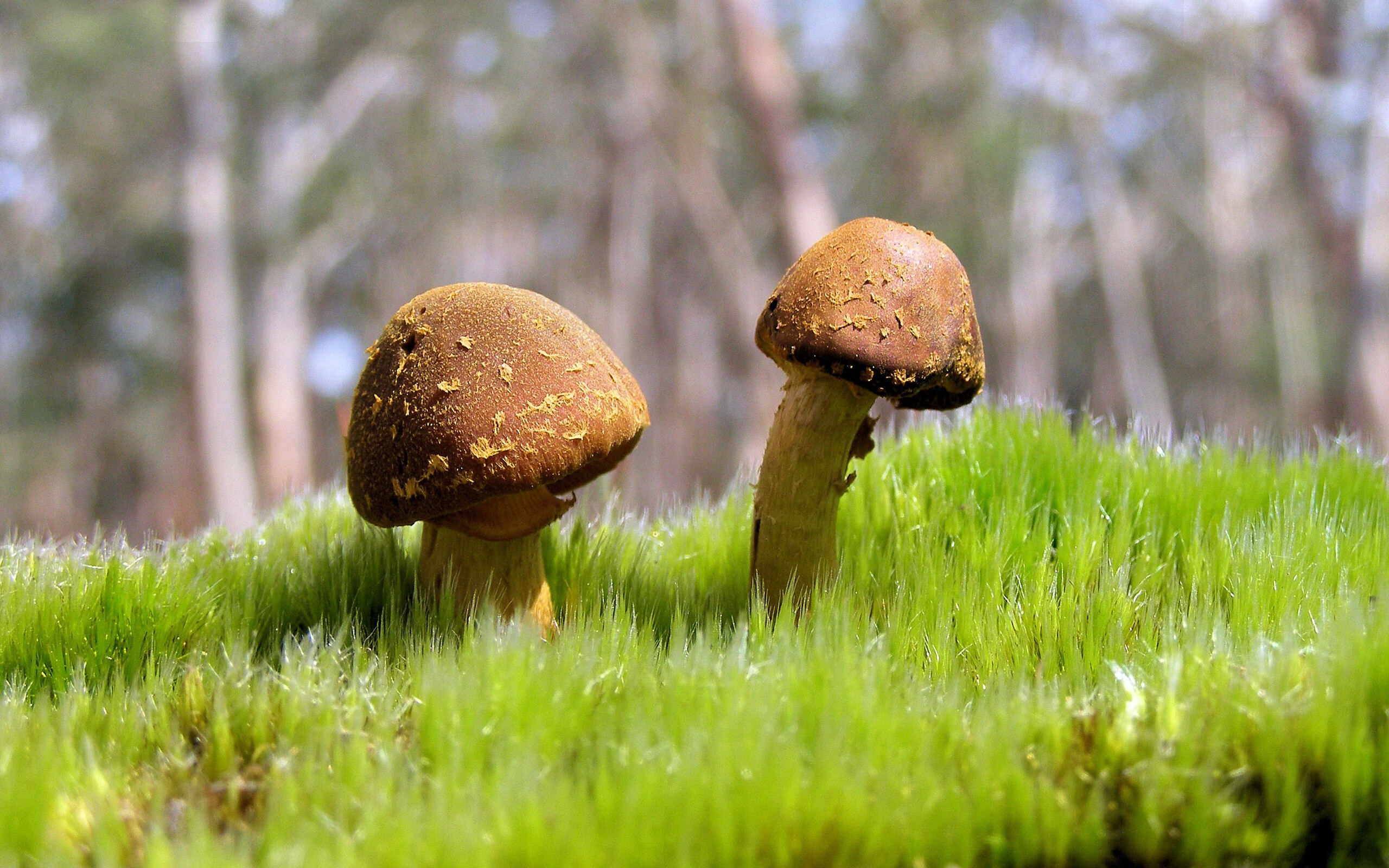 死神镰刀只挥末节，当米切尔在密尔沃基的血色黄昏中独舞