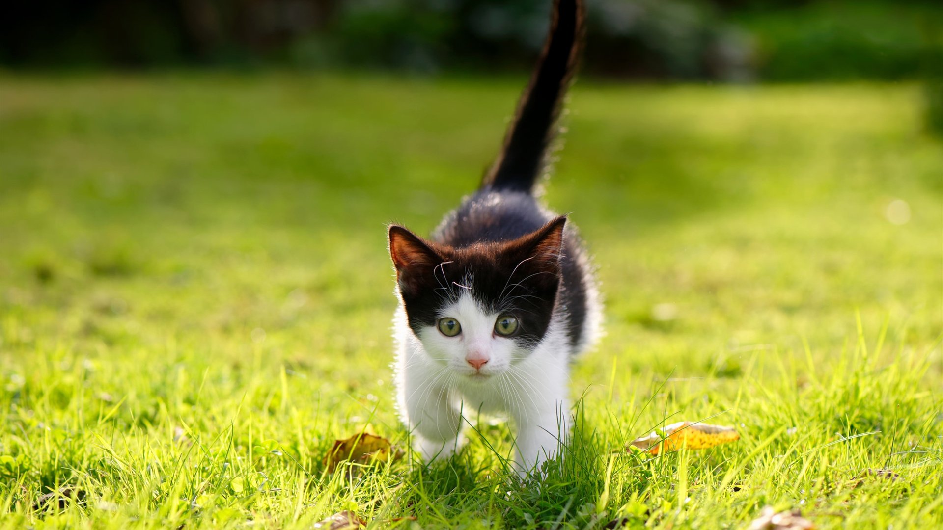 斯坦福桥的东方魔法,久保建英如何让切尔西听见克罗地亚的回响