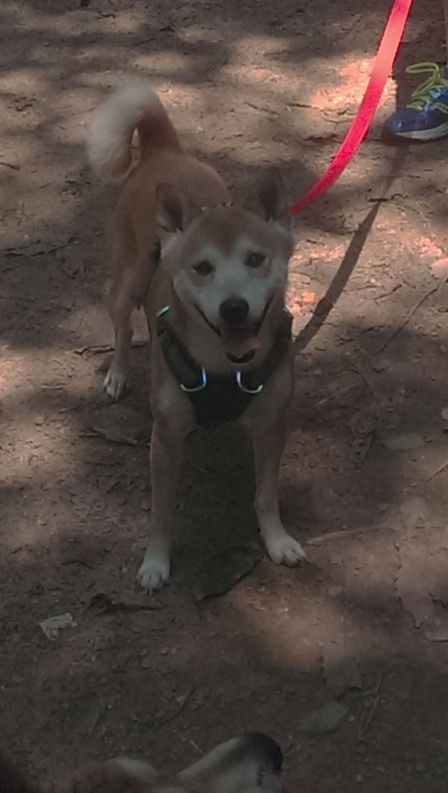 雷火电竞下载-东方巨龙VS西方魔法，武切维奇一记绝命三分刺穿辽宁不败金身