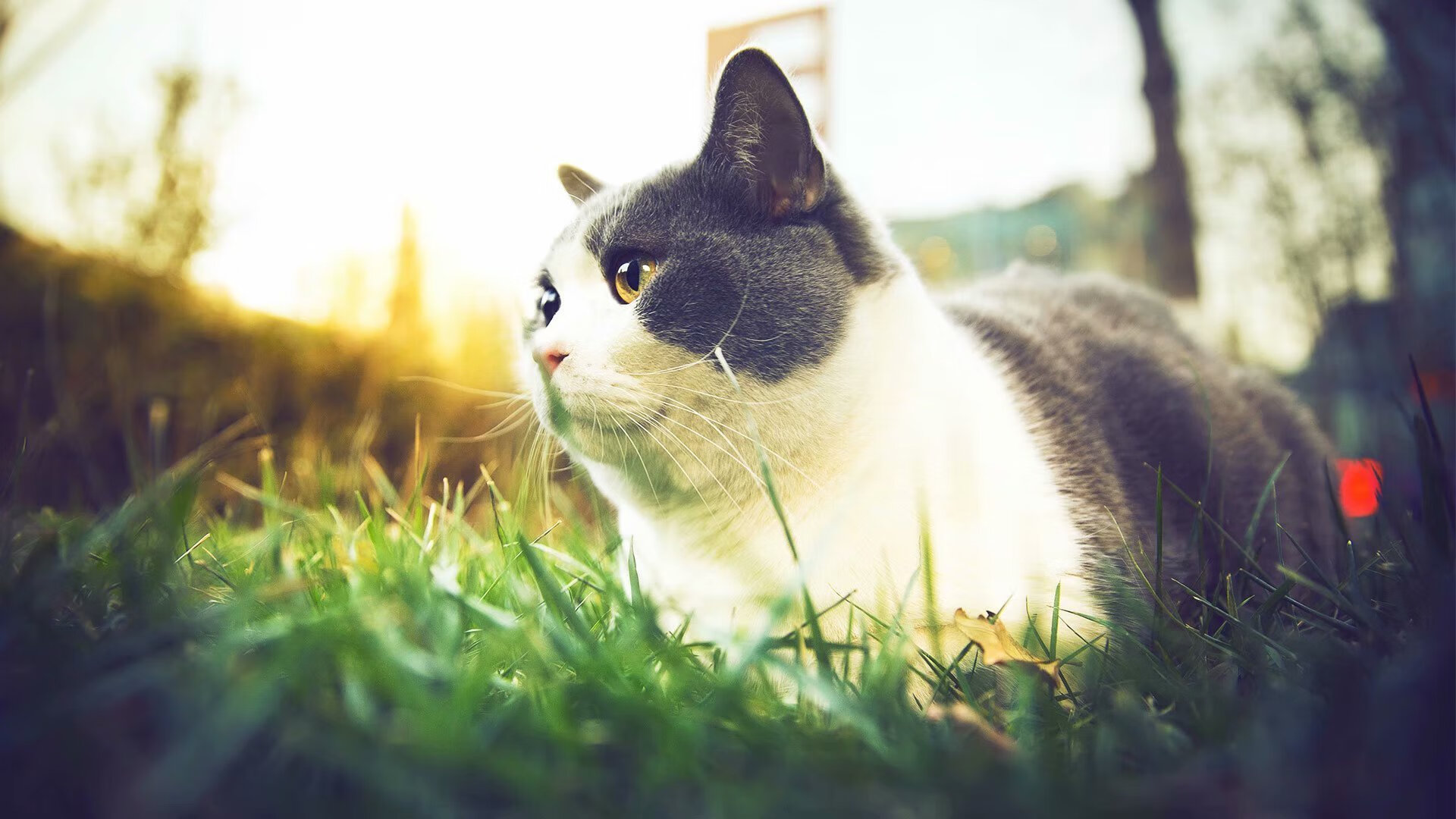 雷火电竞app-国家队的征服与俱乐部的王冠，从瑞典的团队胜利到维尼修斯的个人辉煌