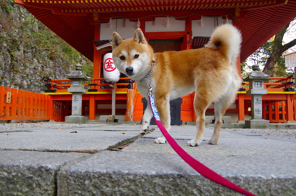 雷火电竞合作-篮球场上的绿茵传奇，德罗赞意甲式接管助推热火速胜公牛