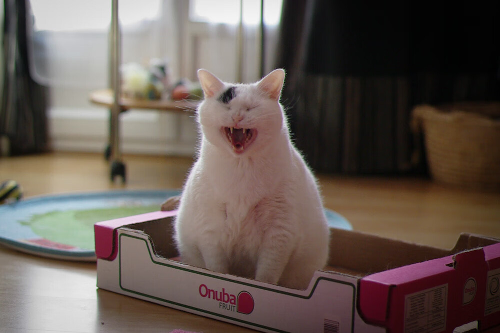 英超争冠之夜，一道为三笘薰亮起的微光偏离了王座