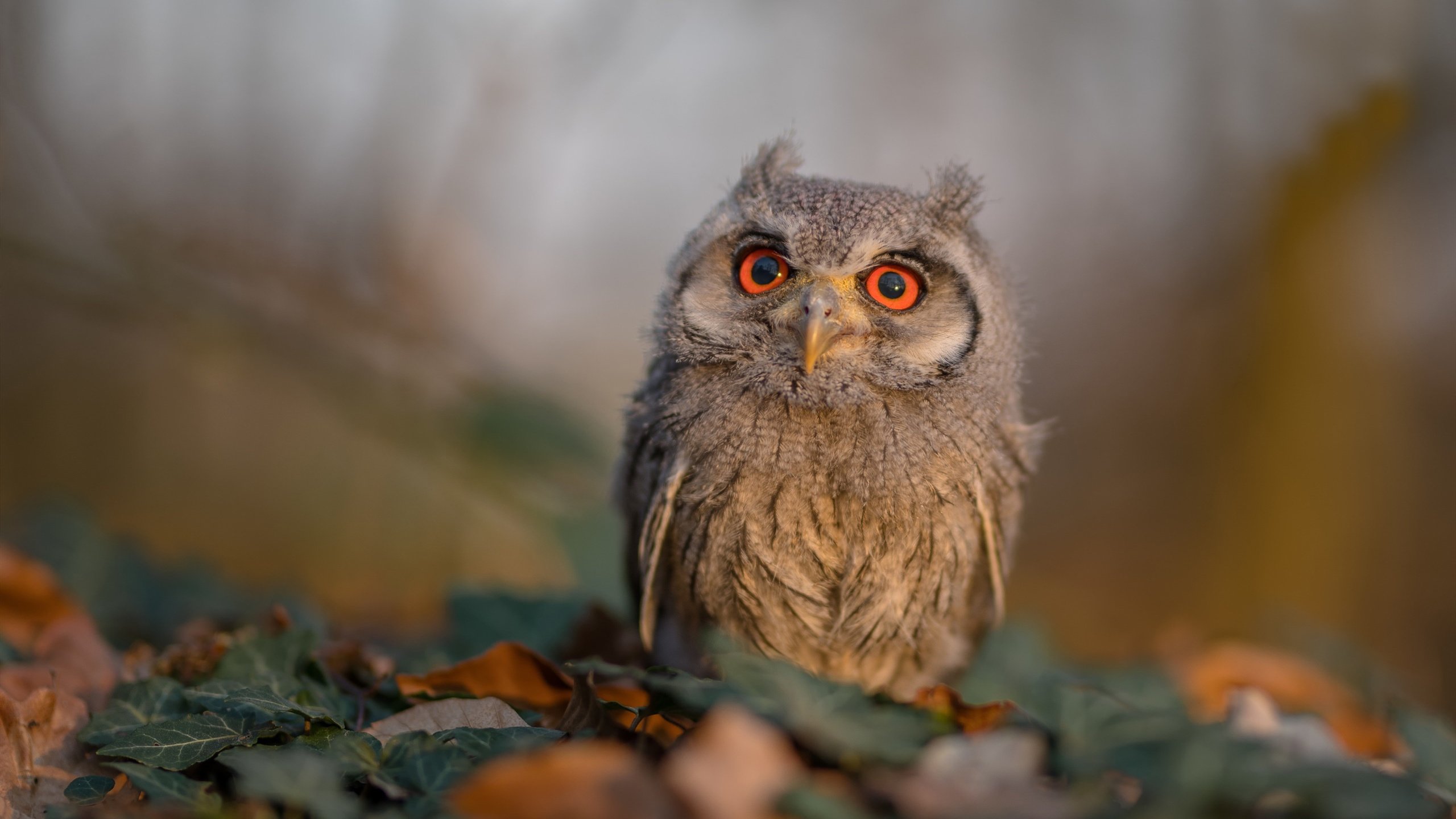 神兵天降!贝林厄姆一剑封喉,洪都拉斯爆冷力克墨西哥夺魁