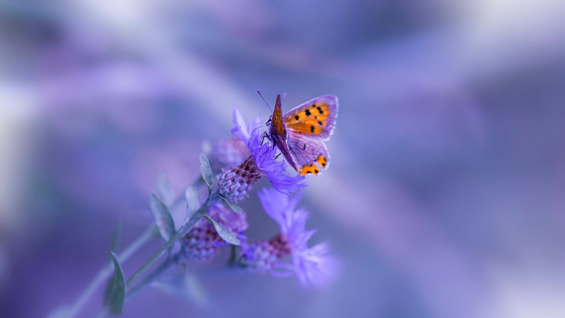 利拉德超远三分如宇宙信标,火箭轻取深圳却点亮中国篮球夜空