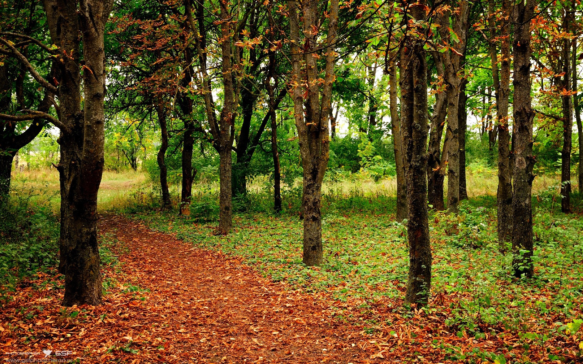 雷火电竞-当所有人都在颤抖，他却在微笑，拉文用实力定义F1年度争冠之夜