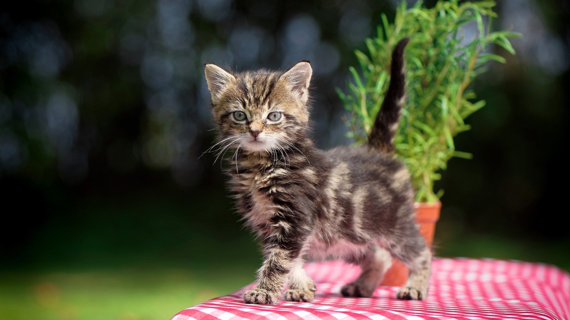 平行宇宙撕裂，当吉林男篮在神秘对决中摧毁湖人王朝