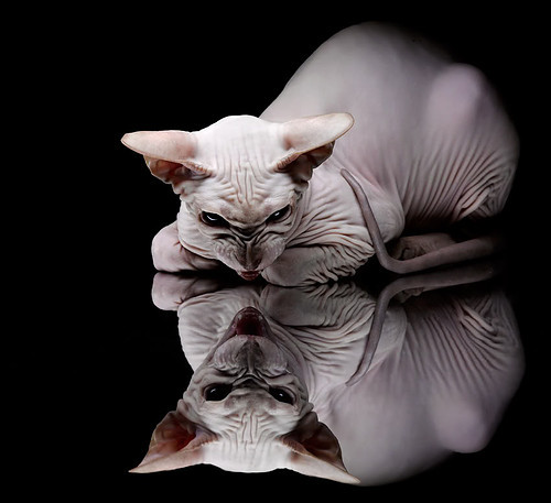 雷火电竞网站-平行宇宙的哨响，当芝加哥公牛遇上上海大鲨鱼，东契奇打碎次元壁