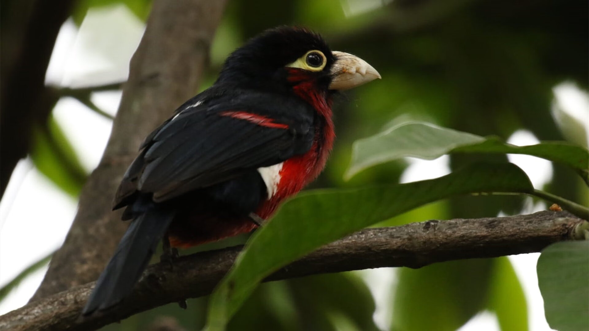 手术刀与铁壁，杜兰特极致个人秀与篮网防守交响诗
