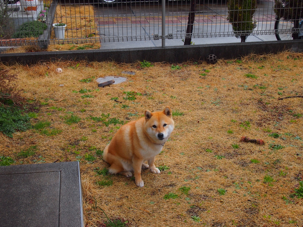 雷火电竞下载-北非雄鹰绝境逆袭！阿劳霍一箭穿心，阿尔及利亚历史性淘汰墨西哥