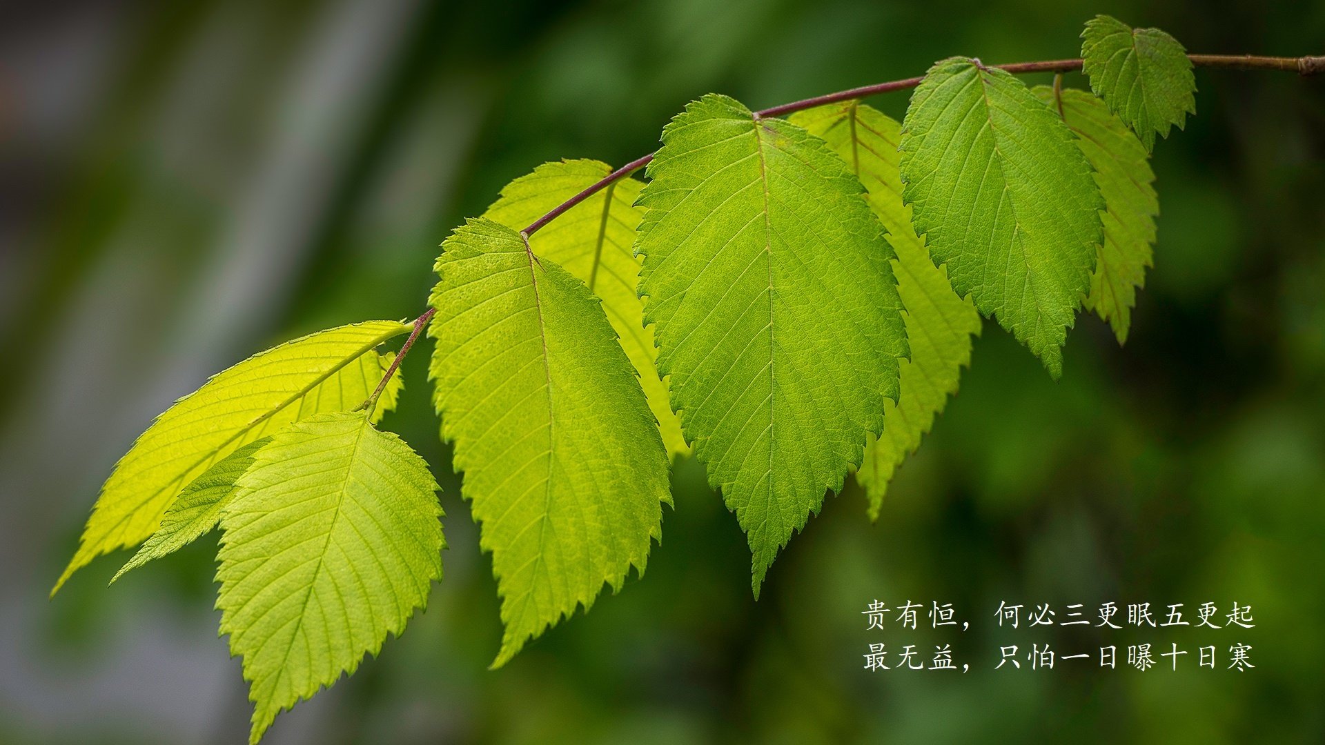 七秒与永恒，2026世界杯C组，罗马尼亚绝杀沙特，巴雷拉与那一次无法复刻的默契