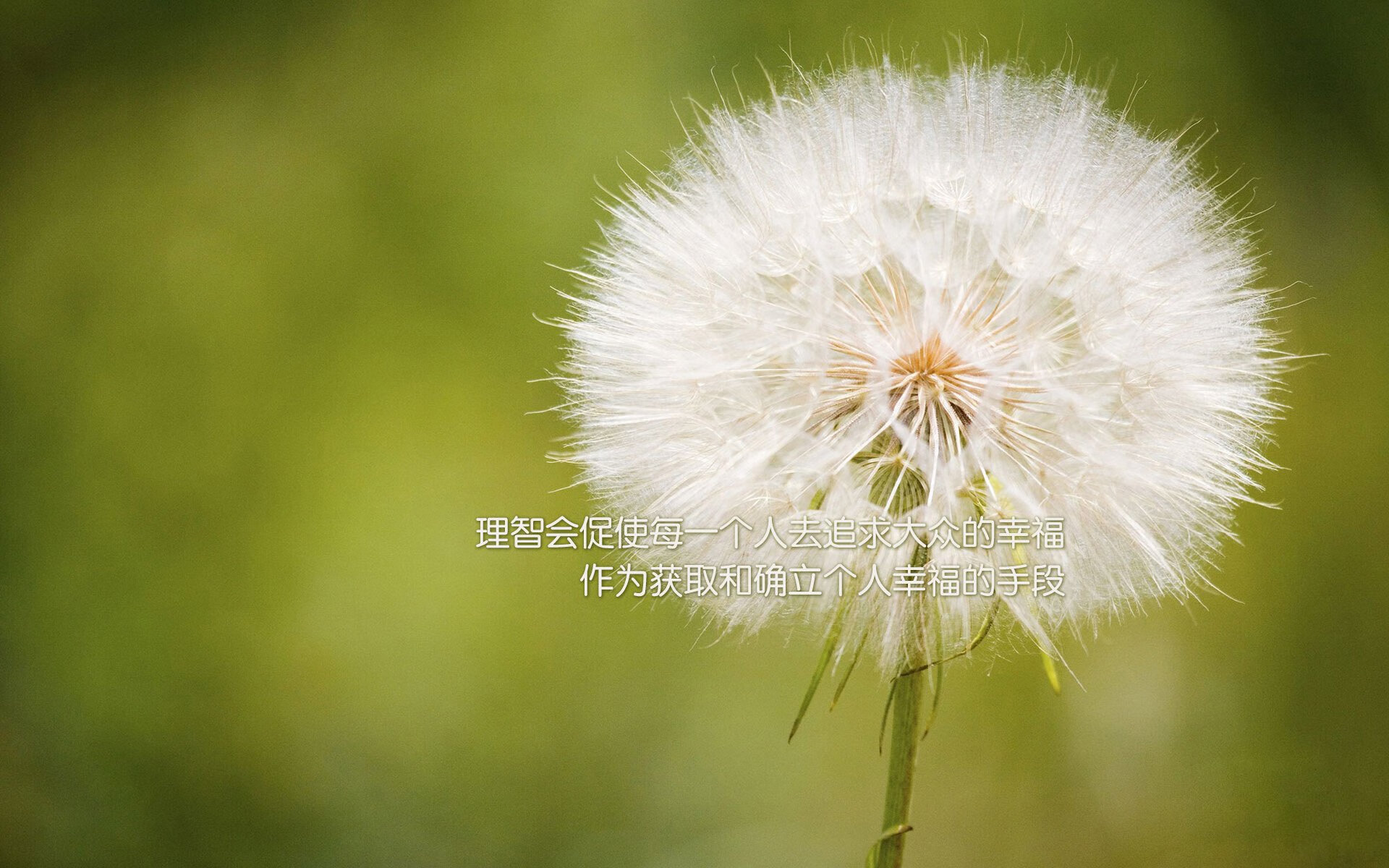 一个人的舞台,2026世界杯四分之一焦点战,福登如神降临,捷克绝境中险胜秘鲁