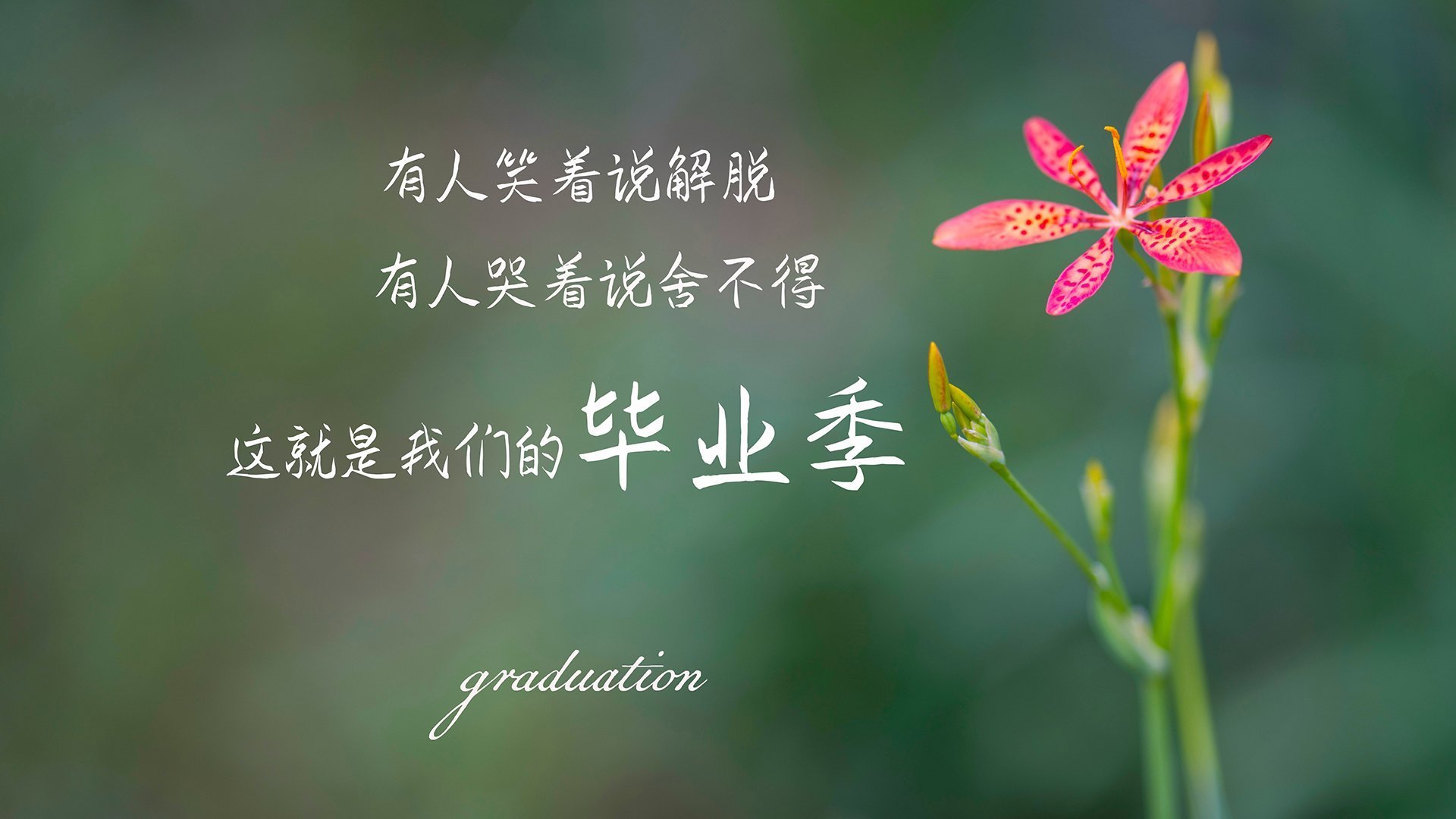 雷火电竞主播-橙衣军团的午夜悲歌，当莱万的绝杀刺穿郁金香，2026世界杯C组上演最残酷唯一性